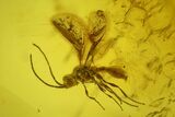 Five Fossil Flies, Wasp and Liverwort in Baltic Amber #200097-2